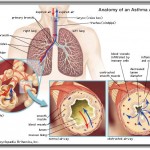Acupuncture and Asthma
