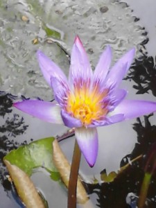 Acupuncture Arts Chinese Medicine Clinic Honolulu Hawaii